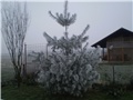 stara godina